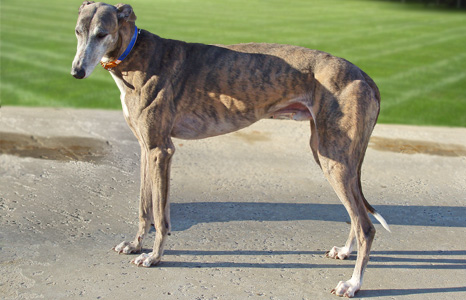 greyhound adoption: Blue Male Blue Brindle
