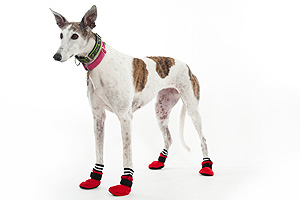 our greyhound  00 boots dog read dogs shoes care for  price red and item health black  $ dog 20
