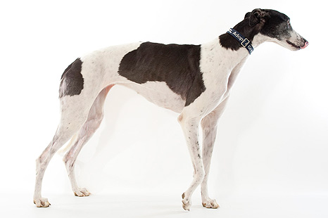 black and white greyhound dog