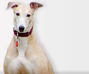 National Greyhound Adoption Program
